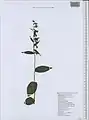 Epipactis persica • خربقی ایرانی