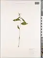Epipactis persica • خربقی ایرانی