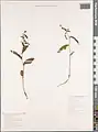 Epipactis persica • خربقی ایرانی