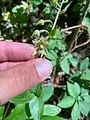 Epipactis persica • خربقی ایرانی
