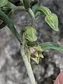 Epipactis persica • خربقی ایرانی