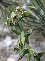 Epipactis persica • خربقی ایرانی