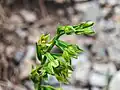 Epipactis persica • خربقی ایرانی
