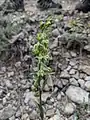 Epipactis persica • خربقی ایرانی