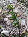 Epipactis persica • خربقی ایرانی