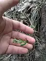 Epipactis persica • خربقی ایرانی