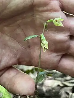 Epipactis persica • خربقی ایرانی