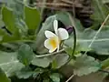 Viola kitaibeliana • بنفشه گل‌ریز