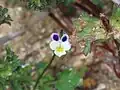 Viola kitaibeliana • بنفشه گل‌ریز