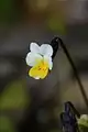Viola kitaibeliana • بنفشه گل‌ریز