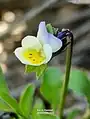 Viola kitaibeliana • بنفشه گل‌ریز