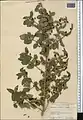 Lonicera korolkowii • پلاخور سمنانی