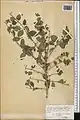 Lonicera korolkowii • پلاخور سمنانی