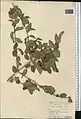 Lonicera korolkowii • پلاخور سمنانی