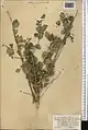 Lonicera korolkowii • پلاخور سمنانی