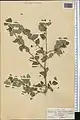 Lonicera korolkowii • پلاخور سمنانی