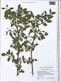 Lonicera korolkowii • پلاخور سمنانی