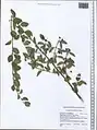Lonicera korolkowii • پلاخور سمنانی
