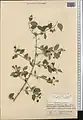 Lonicera korolkowii • پلاخور سمنانی