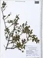 Lonicera korolkowii • پلاخور سمنانی