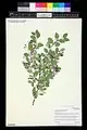 Lonicera korolkowii • پلاخور سمنانی