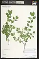 Lonicera korolkowii • پلاخور سمنانی