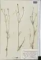 Crucianella filifolia • صلیبک ترکمنستانی