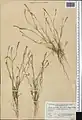 Crucianella filifolia • صلیبک ترکمنستانی