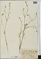 Crucianella filifolia • صلیبک ترکمنستانی