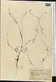 Crucianella filifolia • صلیبک ترکمنستانی