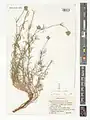 Crucianella suaveolens • صلیبک معطر