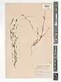 Crucianella ciliata • صلیبک مژه‌دار