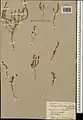 Crucianella chlorostachys • صلیبک گرجی