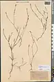Crucianella chlorostachys • صلیبک گرجی