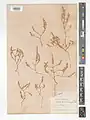 Crucianella chlorostachys • صلیبک گرجی