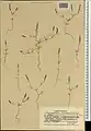 Crucianella exasperata • صلیبک زبر