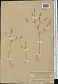 Crucianella exasperata • صلیبک زبر