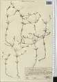 Crucianella exasperata • صلیبک زبر