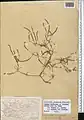 Crucianella exasperata • صلیبک زبر
