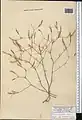 Crucianella exasperata • صلیبک زبر