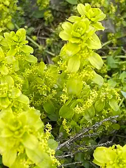 Cruciata taurica • صلیبی کوهستانی