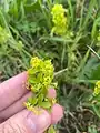 Cruciata taurica • صلیبی کوهستانی