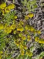 Cruciata taurica • صلیبی کوهستانی