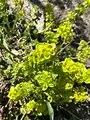 Cruciata taurica • صلیبی کوهستانی