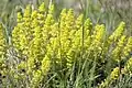 Cruciata taurica • صلیبی کوهستانی