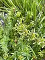 Cruciata taurica • صلیبی کوهستانی