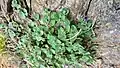 Nepeta crassifolia • پونه‌سای ورسکی