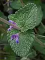 Nepeta crassifolia • پونه‌سای ورسکی