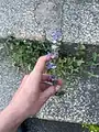 Nepeta crassifolia • پونه‌سای ورسکی