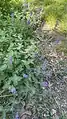 Nepeta crassifolia • پونه‌سای ورسکی